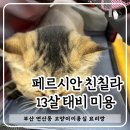 묘리깡 이미지