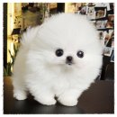 도그캐슬 이미지