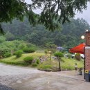 솔잎이슬 이미지