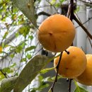 한신아파트 이미지