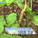 당하리농장 티스토리