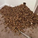 도토리우주선 이미지