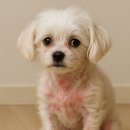 하나로 동물약국 이미지