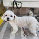 고양이미용&호텔 냥집사 이미지