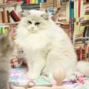 랙돌캐터리올리비아 이미지