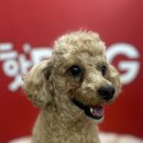 핫도그애견샵 이미지