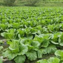 충실농장 이미지