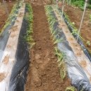 칠전농장 이미지