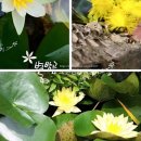 연못들3 이미지