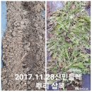 산의뿌리