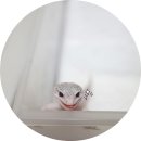 레오파드 게코 :: 서로이웃 STRIPE님과 거래입양후기 + 귀여운 도마뱀들♪