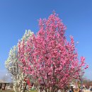 평택시 농업생태원2 | 평택 튤립축제 기간 끝났지만 평택시 농업생태원 튤립 무료 관람 가능 후기 + 공원 포토존 주차 꿀팁