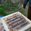 지리산벌꿀 로얄제리 프로폴리스 벌집채꿀(특가판매) 이미지