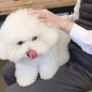 몽슈 펫그루밍샵 이미지