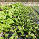 홍가네농장 이미지