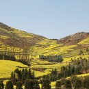 유채와바다 이미지