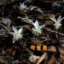 봉림장