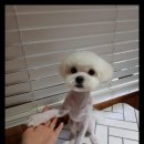 펫스타일 이미지