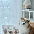 댕냥이 점빵 이미지