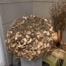 파크 블러썸 이미지