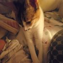 코~오 자자 이미지