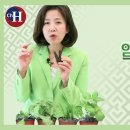 피부와 염증에 좋은 음식 &#39;노니&#39; 조회수 17만회 4년 전 이미지