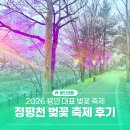정평천 | 용인 2026 봄 축제, 정평천 벚꽃축제 봄 밤을 물들인 후기!