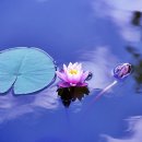 행복한 꽃 이미지