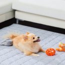 보노펫(BONO PET) 이미지