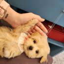 푸른들동물병원 이미지