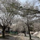 [홍천 보리울캠핑장] 벚꽃캠 명소 경기근교 4월 노지캠핑 차박 솔직후기