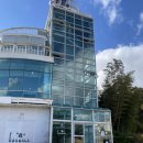 코우코알라 이미지