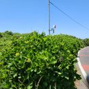 수국민박 이미지