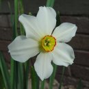 진수선 | 수선화(水仙花 Narcissus tazetta)와 호남(湖南)