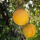 하늘타리 이미지