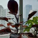 억불산장 | 금성위 박명원 이야기