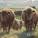 성해축산 연합뉴스