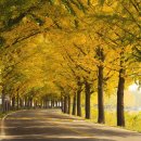 은행나무길 이미지