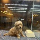 수원강아지분양 드림독 안심분양센터 수원점 이미지