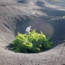 화산지대에서 키워낸 포도 나무 이미지