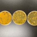 누룩푸드 이미지