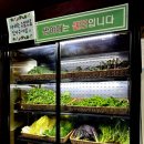 녹원쌈밥 연희점, 서대문 밥집 쌈채소 무한리필