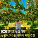 누렁이농장 | 누렁이 과수원 배따기 체험 예약 및 가격, 안성 아이랑 가볼만한곳 추천