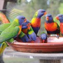 레인보우 앵무 이미지