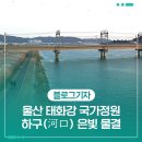 정원화학 | 울산 태화강 국가정원 하구(河口) 은빛 물결