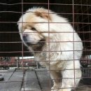 둥글이네 이미지