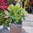 수원시 팔달구 팔달문로81번길 이미지