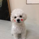 리틀미코노스4 이미지