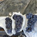 육일농원 이미지