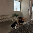 스테이 삼사오월애 이미지